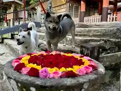 丹生都比売神社(和歌山県)