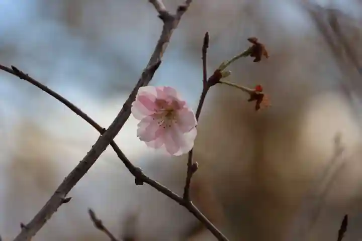 阿久津「田村神社」(郡山市阿久津町)旧社名:伊豆箱根三嶋三社の庭園