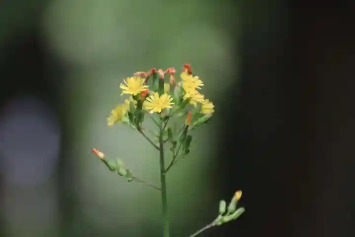 鹿島大神宮の自然