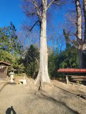 細井神社(群馬県)