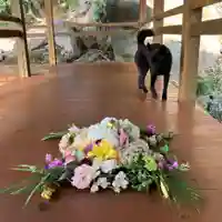 定林山 能成寺の動物