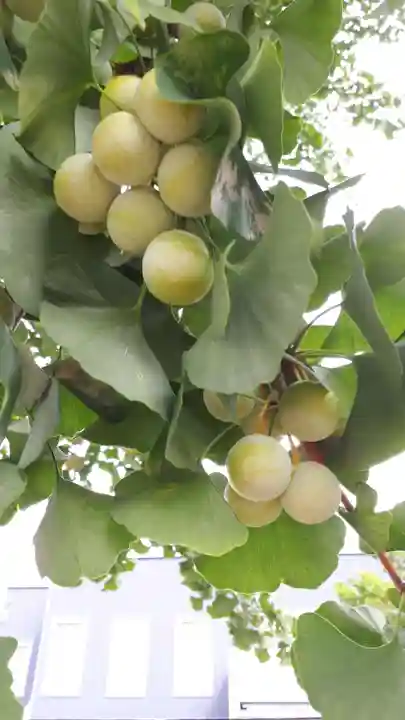 札幌村神社の自然