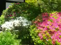 浄光明寺の自然