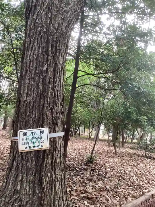 八幡社(柏井町)の自然