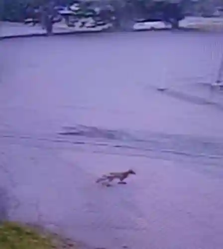 白狐山光星寺(山形県)