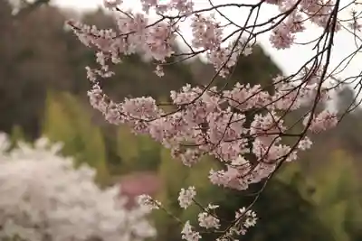 菅布禰神社の自然