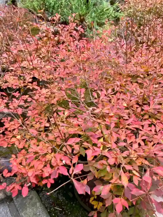 華厳寺(鈴虫寺)の自然