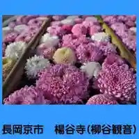 柳谷観音 楊谷寺(京都府)