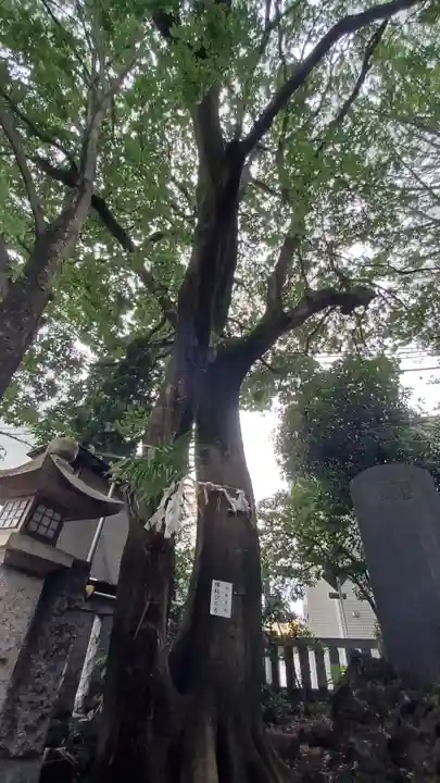 神明氷川神社(東京都)