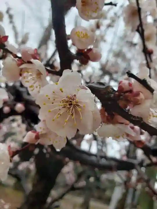 妙法寺(東京都)