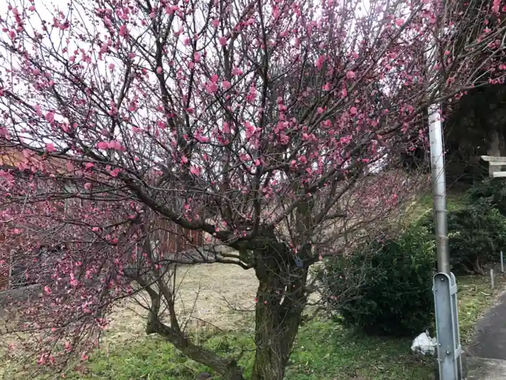 速星神社の自然