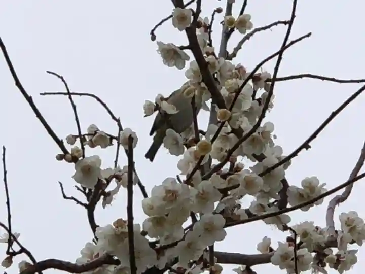 山田天満宮の動物