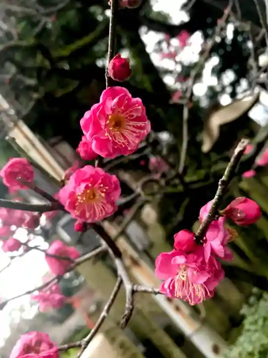 道明寺天満宮の自然