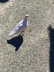 鶴岡八幡宮の動物