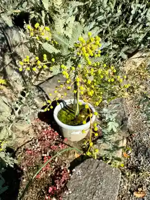 本妙寺(京都府)