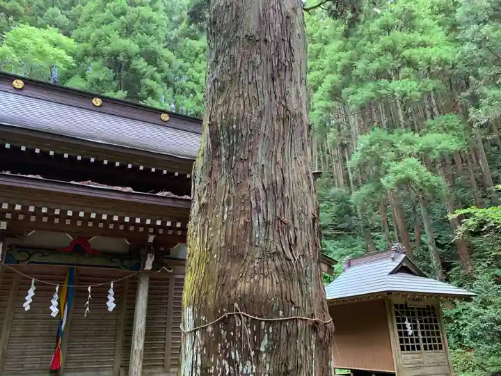 八乙女根尾神社の自然