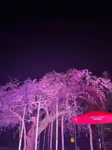 水無瀬神宮(大阪府)(2025年03月26日(水) 13時17分08秒投稿)