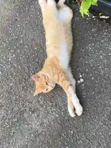 鹿角八坂神社の動物(2022年07月05日(火) 21時07分51秒投稿)