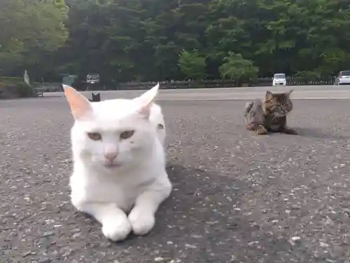 御誕生寺（猫寺）(福井県)