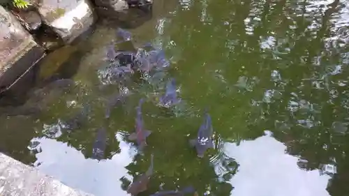 建部大社の動物