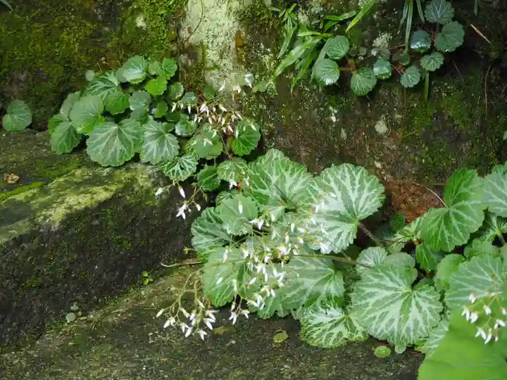 明月院(神奈川県)