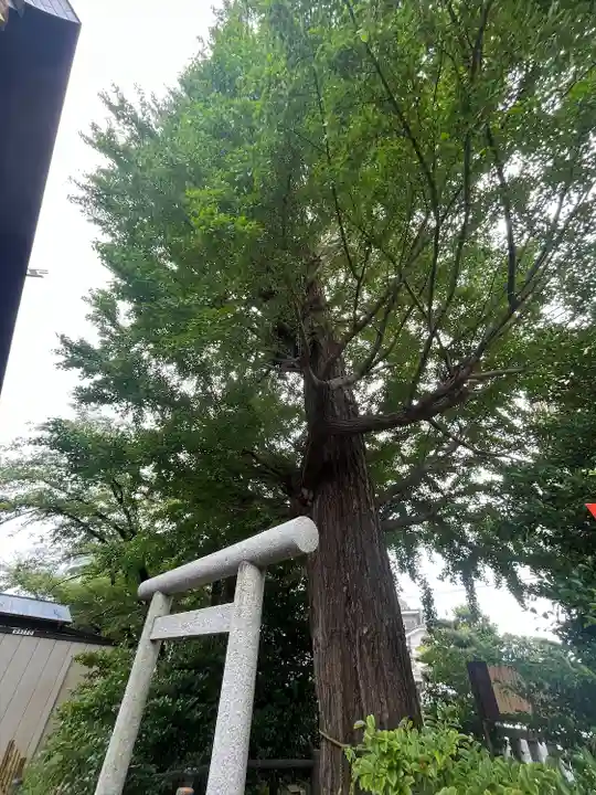 朝日氷川神社(埼玉県)