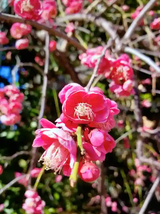 成子天神社(東京都)