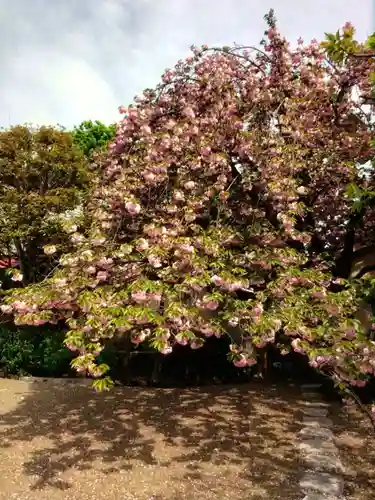 境妙寺(東京都)