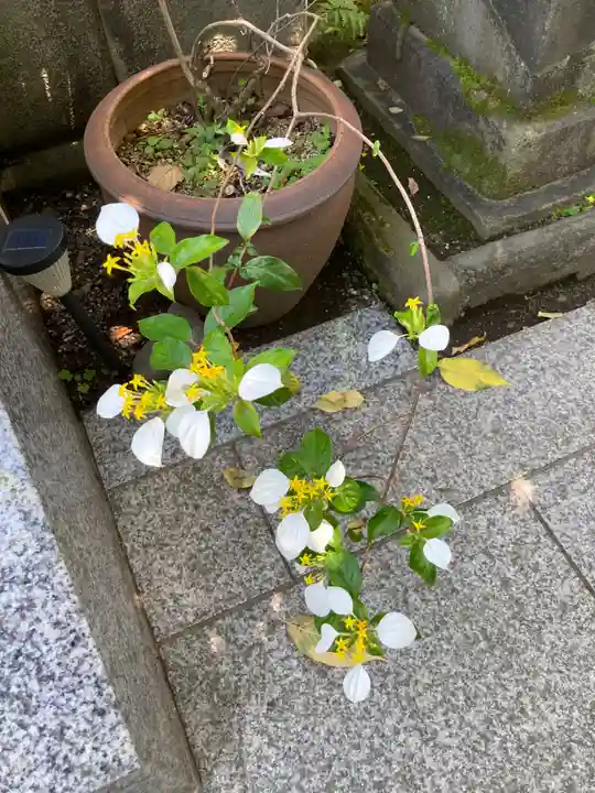 長専院不動寺(出世不動尊)(東京都)