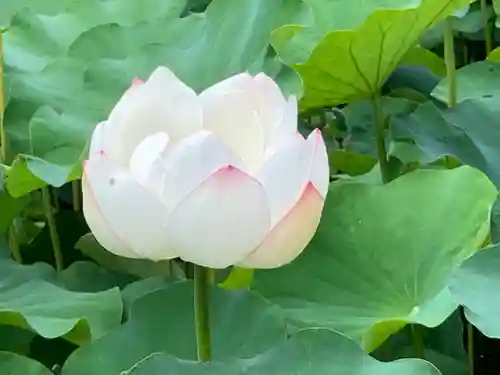 伊賀八幡宮の自然