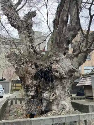 住吉神社(彌彦神社境外末社)(新潟県)