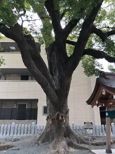 潮江素盞嗚神社の自然