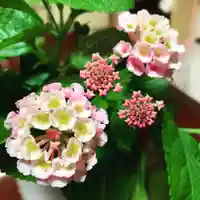 豊景神社の自然