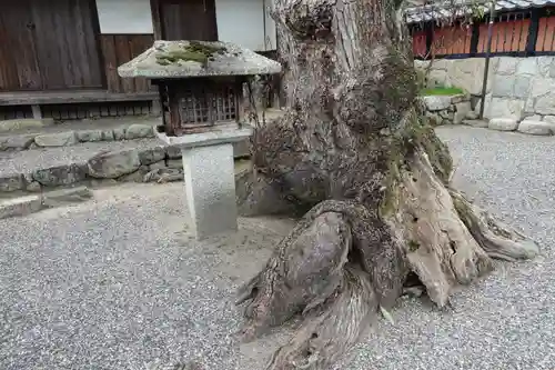 杉生神社の自然