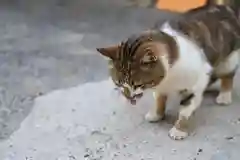 雲林寺の動物