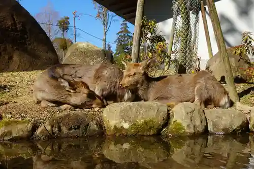 春日大社の動物