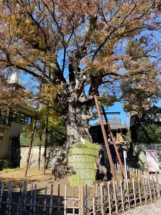 白山神社の自然