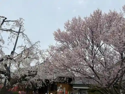 源空院（浅井寺）の{uncategorized: "未分類", other: "その他", undefined: "問題あり", building: "その他建物", grave: "お墓", sacred_gate: "鳥居", guardian: "狛犬", statue: "像", buddha: "仏像", history: "歴史", nature: "自然", garden: "庭園", animal: "動物", pagoda: "塔", temizu: "手水舎", mountain_gate: "山門・神門", sanctuary: "本殿・本堂", subordinate: "末社・摂社", art: "芸術", scenery: "景色", jizo: "地蔵", ema: "絵馬", goshuin: "御朱印", omikuji: "おみくじ", items: "授与品その他", amulet: "お守り", goshuincho: "御朱印帳", eats: "食事", festival: "お祭り", votive_dance: "神楽", shichigosan: "七五三参", wedding: "結婚式", experience: "体験その他", initially: "初詣", around: "周辺", anti_infection: "感染症対策"}
