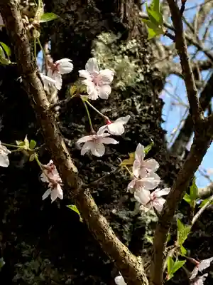 早池峰神社の自然