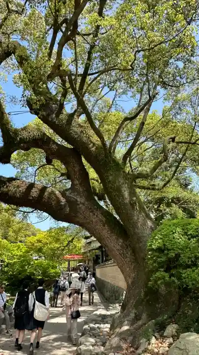 太宰府天満宮の自然
