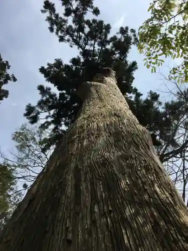 八坂神社の建物その他