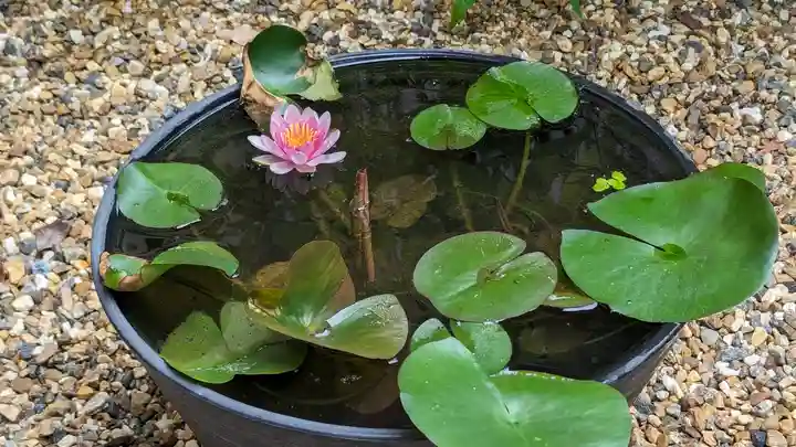勝林寺(京都府)