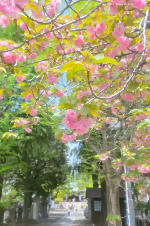 亀戸 香取神社の自然