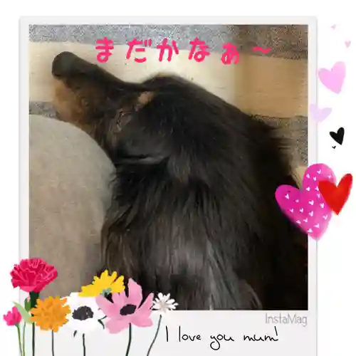 寒川神社の動物