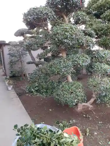 伏木香取神社の自然