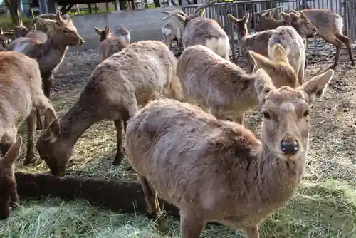 三嶋大社(静岡県)