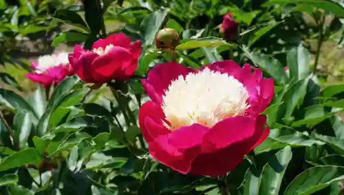 金蛇水神社(宮城県)