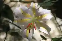 鹿島大神宮の自然