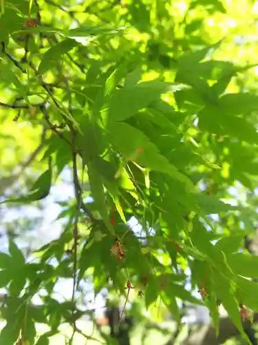 北野神社の自然