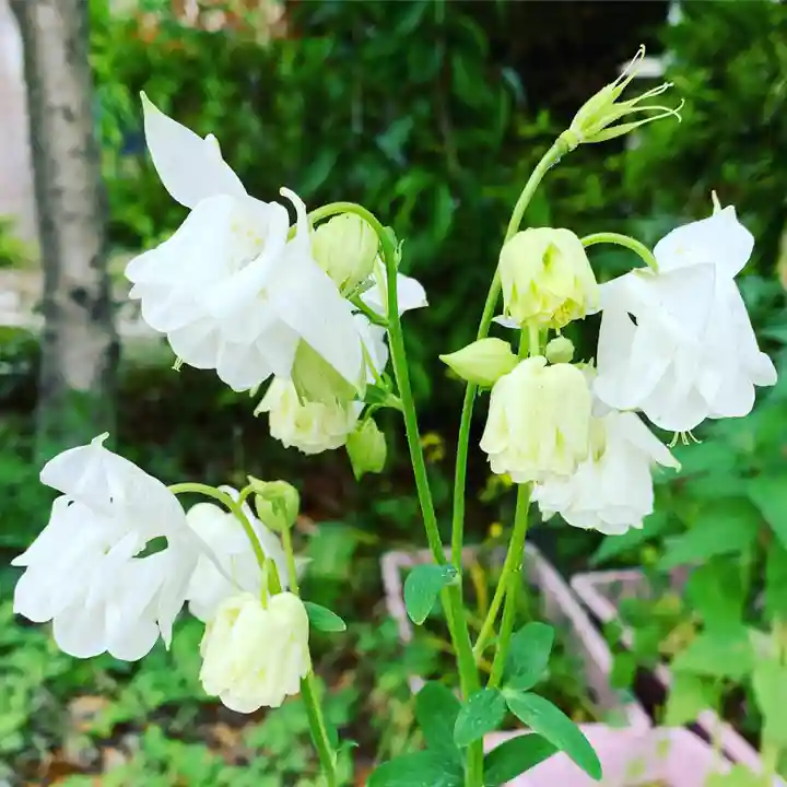 豊景神社の自然